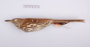 Media type: image;   Ornithology 188917